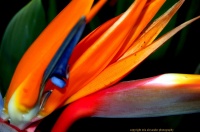 L\'Oiseau de Paradis.