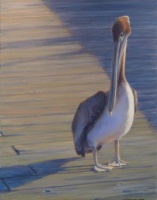 Pelican